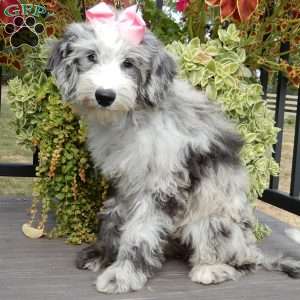 Holly (medium), Sheepadoodle Puppy